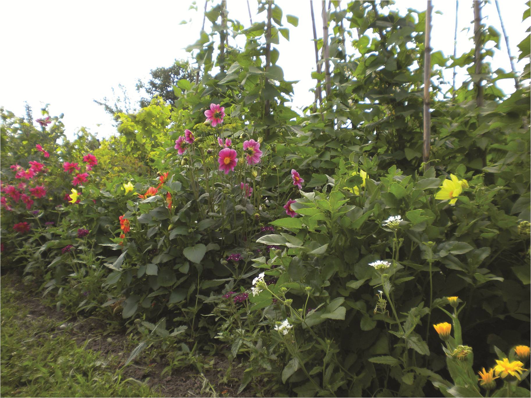 Bellcom Leistungen Einen Garten Anlegen